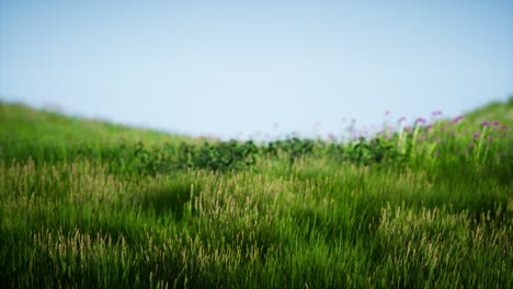 Field-of-green-fresh-grass-under-blue-sky